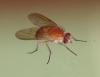Phaonia pallida